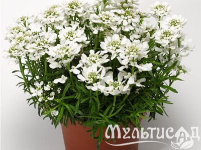 Туя - 2025-11-15T103506.491