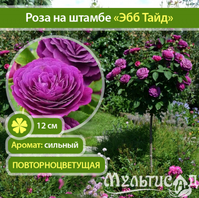 37_Эбб-Тайд