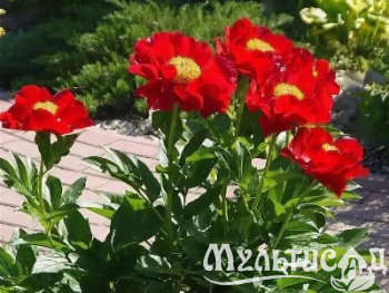 Креатив без названия (9)