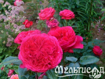 Креатив без названия