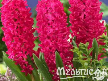 Дизайн без названия (15)