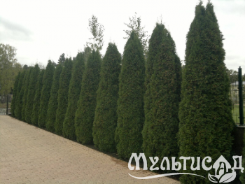 Креатив без названия (4)