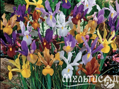 Креатив без названия (52)