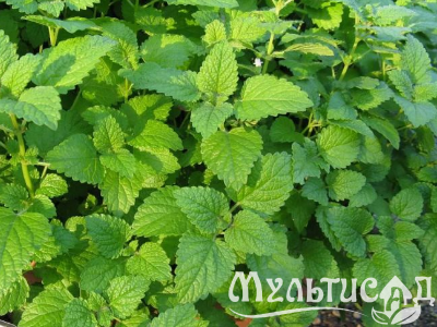Креатив без названия (19)