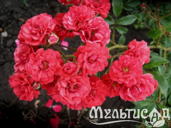 Креатив без названия (12)