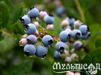 Дизайн без названия (4)