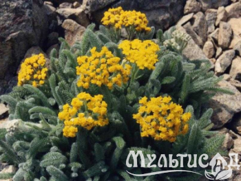 Туя - 2025-11-16T121217.054
