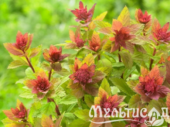 image_6895822_13180257