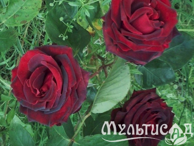 Креатив без названия (20)