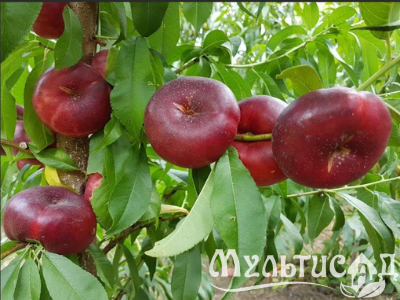 Дизайн без названия (33)