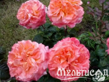Дизайн без названия (14)