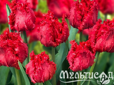 Картинка с сайта