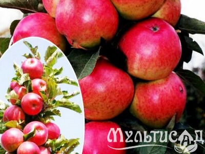 Дизайн без названия (10)
