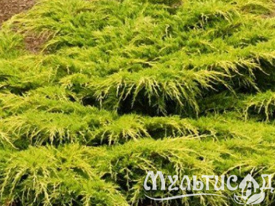 Креатив без названия (33)