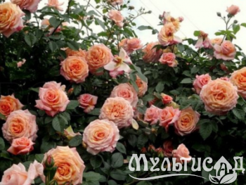 Дизайн без названия (6)
