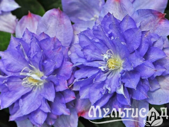 image_7681564_14920754