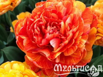 Дизайн без названия (11)