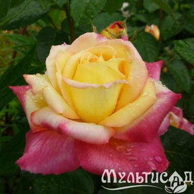 ae00a50d8535193561ec06e54295e499