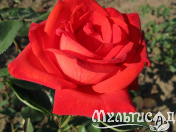 Креатив без названия