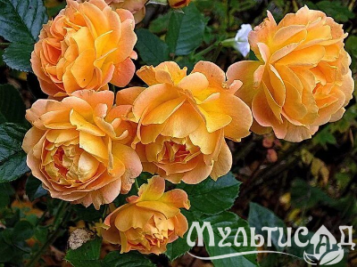 Туя (4)