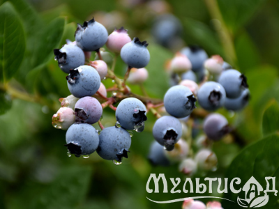 Дизайн без названия (4)