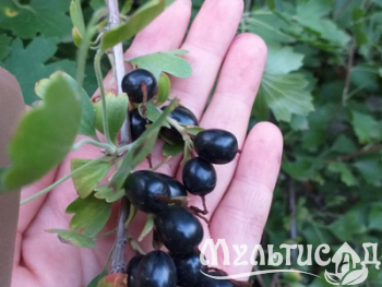 Дизайн без названия (26)