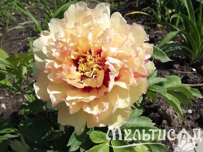 Креатив без названия