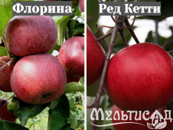 Ноябрьская (30)