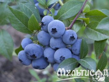 Морозостойкость до -23с (90)