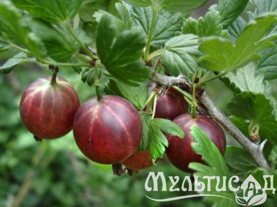 Картинка с сайта