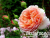 image_8165532_16128904 image_8165532_16128904