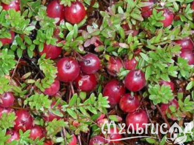 Дизайн без названия (28)