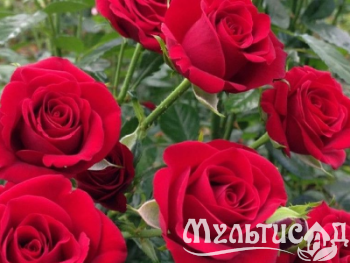 Креатив без названия (4)