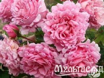 Креатив без названия (18)