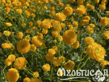 Креатив без названия (5)