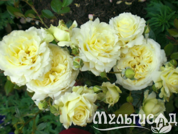 Дизайн без названия (25)