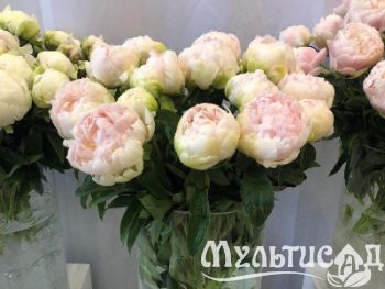Креатив без названия