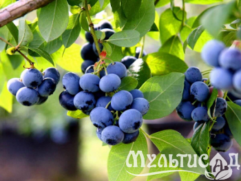 Морозостойкость до -23с (92)