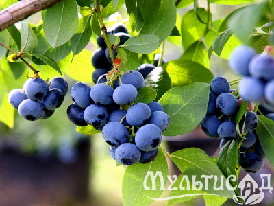 Морозостойкость до -23с (92)