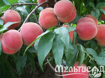 Креатив без названия (3)