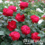 roza-traviata-0 roza-traviata-0