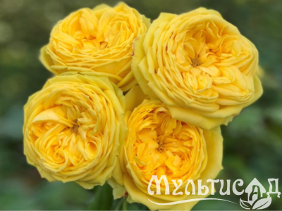 Дизайн без названия (13)