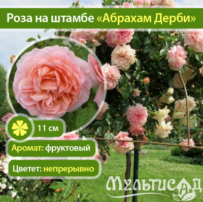 34_Абрахам-Дерби