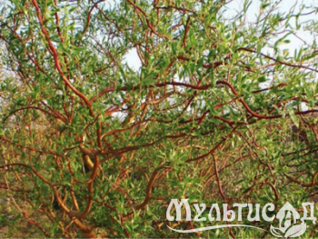 Дизайн без названия (7)
