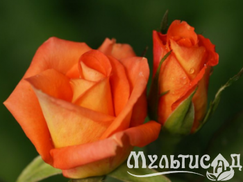 Дизайн без названия (1)