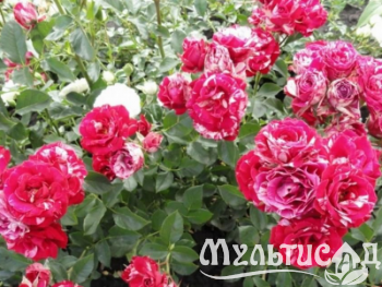 Креатив без названия (10)