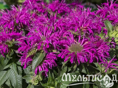 Туя (60)