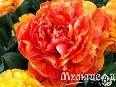 Дизайн без названия (11)