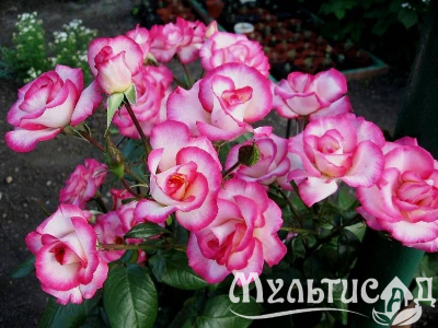 Креатив без названия (8)