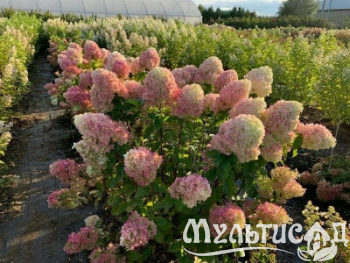 Туя - 2025-11-14T154309.097